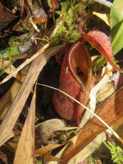 Nepenthes tentaculata