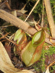 Nepenthes tentaculata