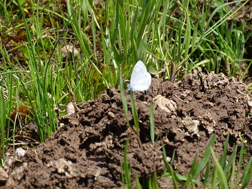 iNaturalist observation photo of Echo Azure
