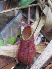 Nepenthes tentaculata