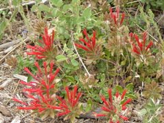 Monardella macrantha macrantha