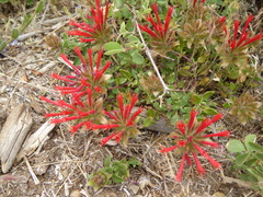 Monardella macrantha macrantha