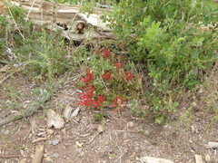 Monardella macrantha macrantha