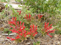 Monardella macrantha macrantha