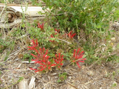 Monardella macrantha macrantha