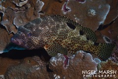 Epinephelus spilotoceps