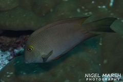 Ctenochaetus cyanocheilus