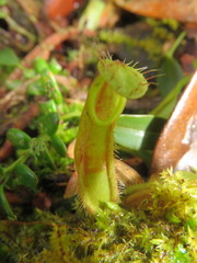 Nepenthes tentaculata