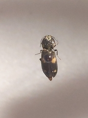 Paracardiophorus