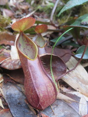 Nepenthes tentaculata