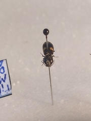 Paracardiophorus