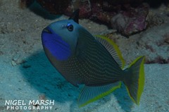 Xanthichthys auromarginatus