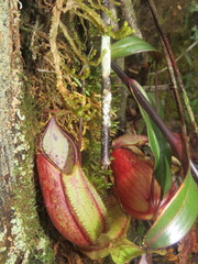 Nepenthes tentaculata