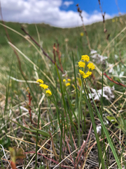 Lomatium simplex