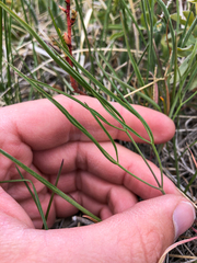 Lomatium simplex