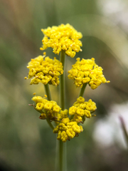 Lomatium simplex