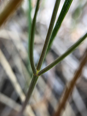 Lomatium simplex