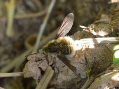Bombylius fimbriatus