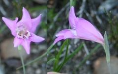 Gladiolus subcaeruleus