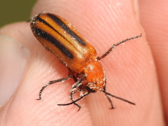 Nemognatha piazata