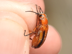 Nemognatha piazata