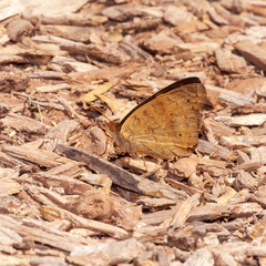 Junonia grisea