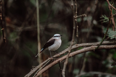 Fluvicola nengeta
