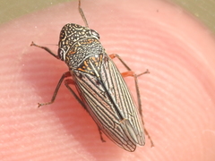 Cuerna costalis