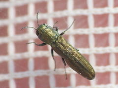 Agrilus lacustris