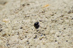 Microweisea misella