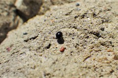 Microweisea misella