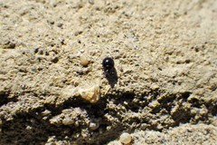 Microweisea misella