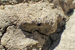 Microweisea misella