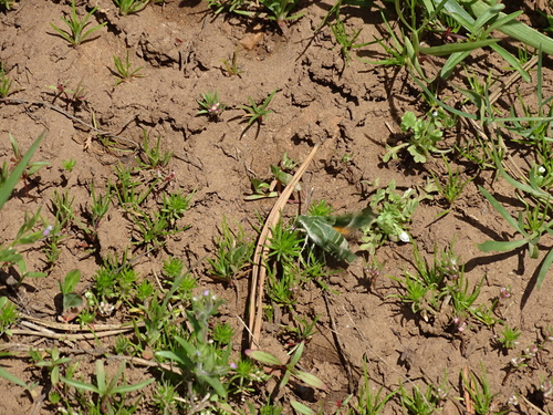 iNaturalist observation photo of Clark's Sphinx