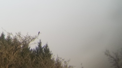 Lanius ludovicianus migrans