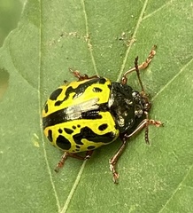 Calligrapha fulvipes