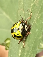 Calligrapha fulvipes