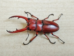 Prosopocoilus astacoides
