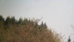 Lanius ludovicianus migrans