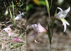 Gladiolus involutus