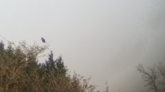 Lanius ludovicianus migrans