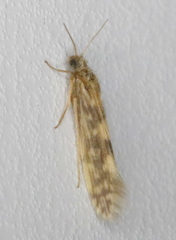Agraylea