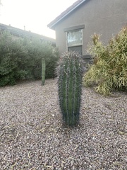 Carnegiea gigantea