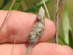 Neolasioptera lathami