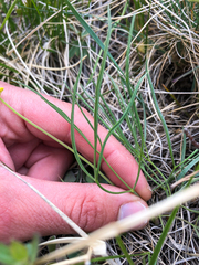 Lomatium simplex