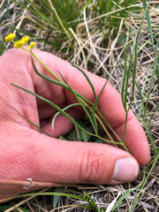 Lomatium simplex