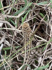 Diporiphora australis