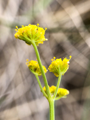 Lomatium simplex