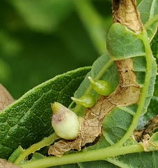 Celticecis spiniformis