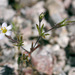 Pygmy Linanthus - Photo (c) 2005 Keir Morse, some rights reserved (CC BY-NC-SA)